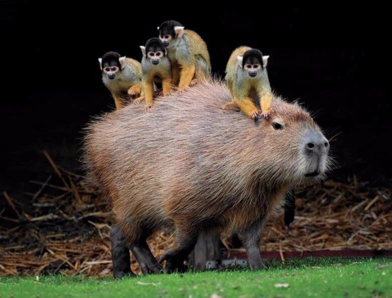 souvenir	silver	Capybara Pendant	silver pendant	jewelry	Capybara	Capybara jewelry	Capybara necklace	animal Pendant	Pendant	Sterling silver	gift	pendant Capybara (etsy image id: 7339144764)